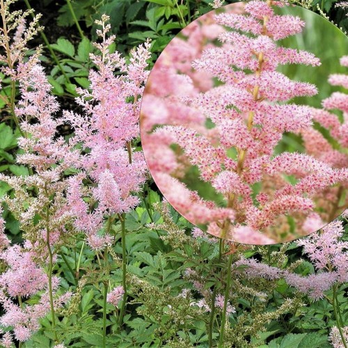 Astilbe chinensis 'Glitter and Glamour' - Hiina astilbe 'Glitter and Glamour'